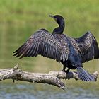 KORMORAN