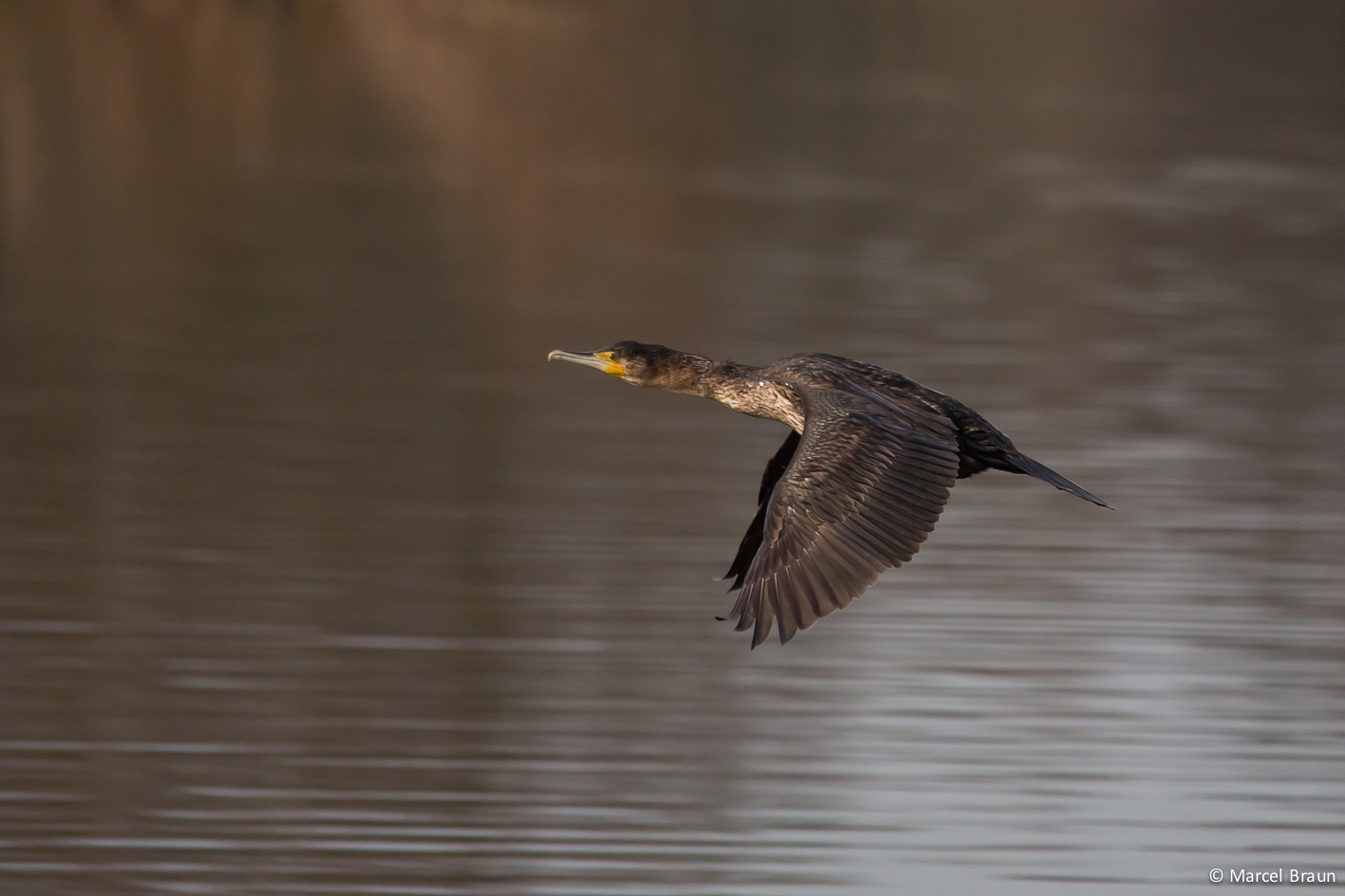 Kormoran