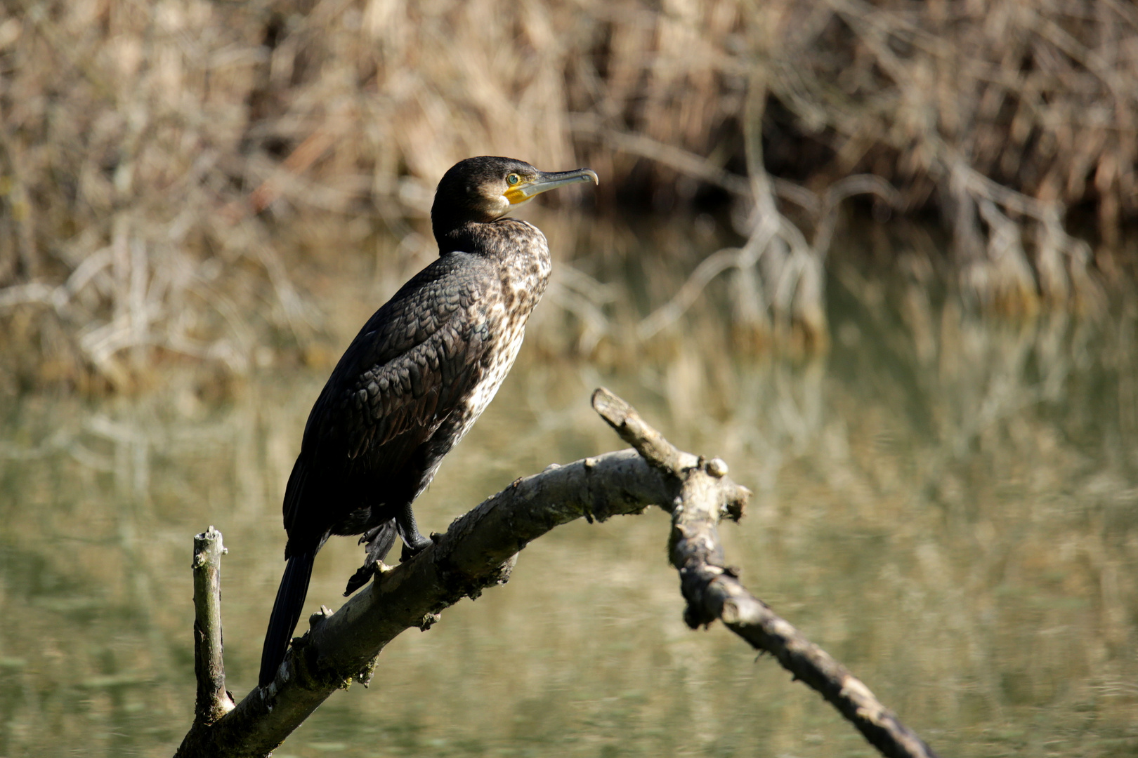 Kormoran