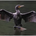 Kormoran