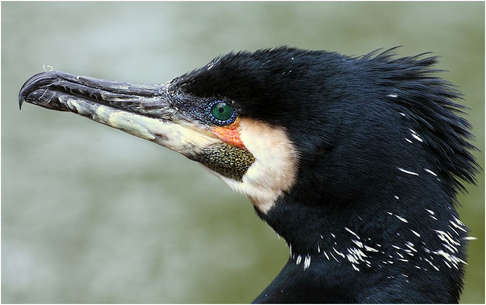 Kormoran