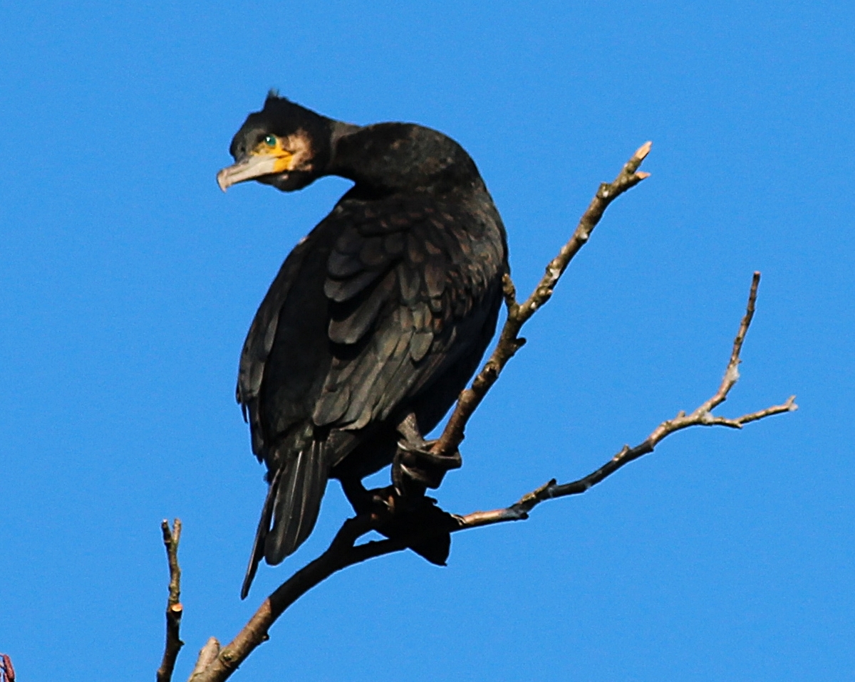 Kormoran