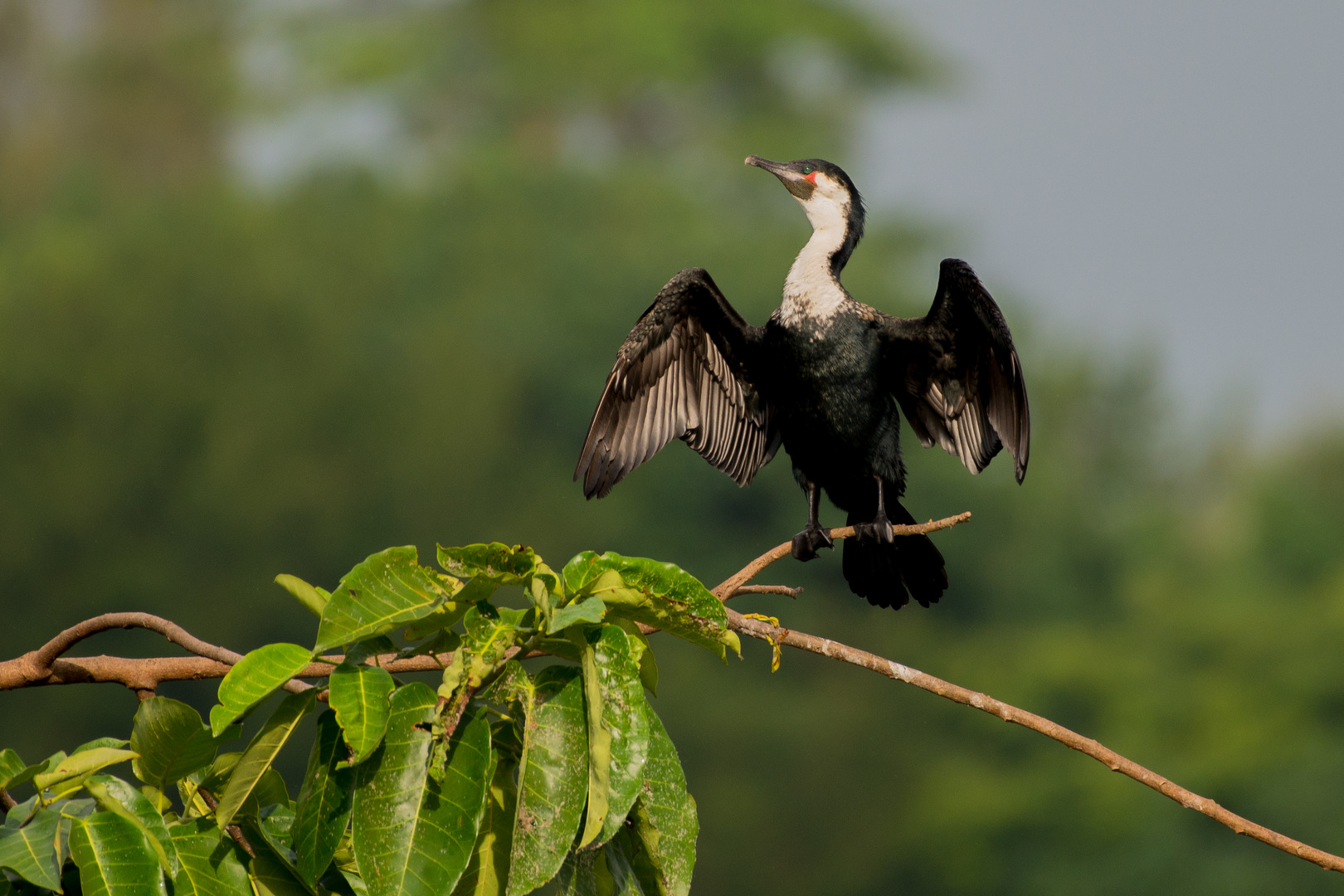 Kormoran