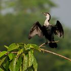 Kormoran