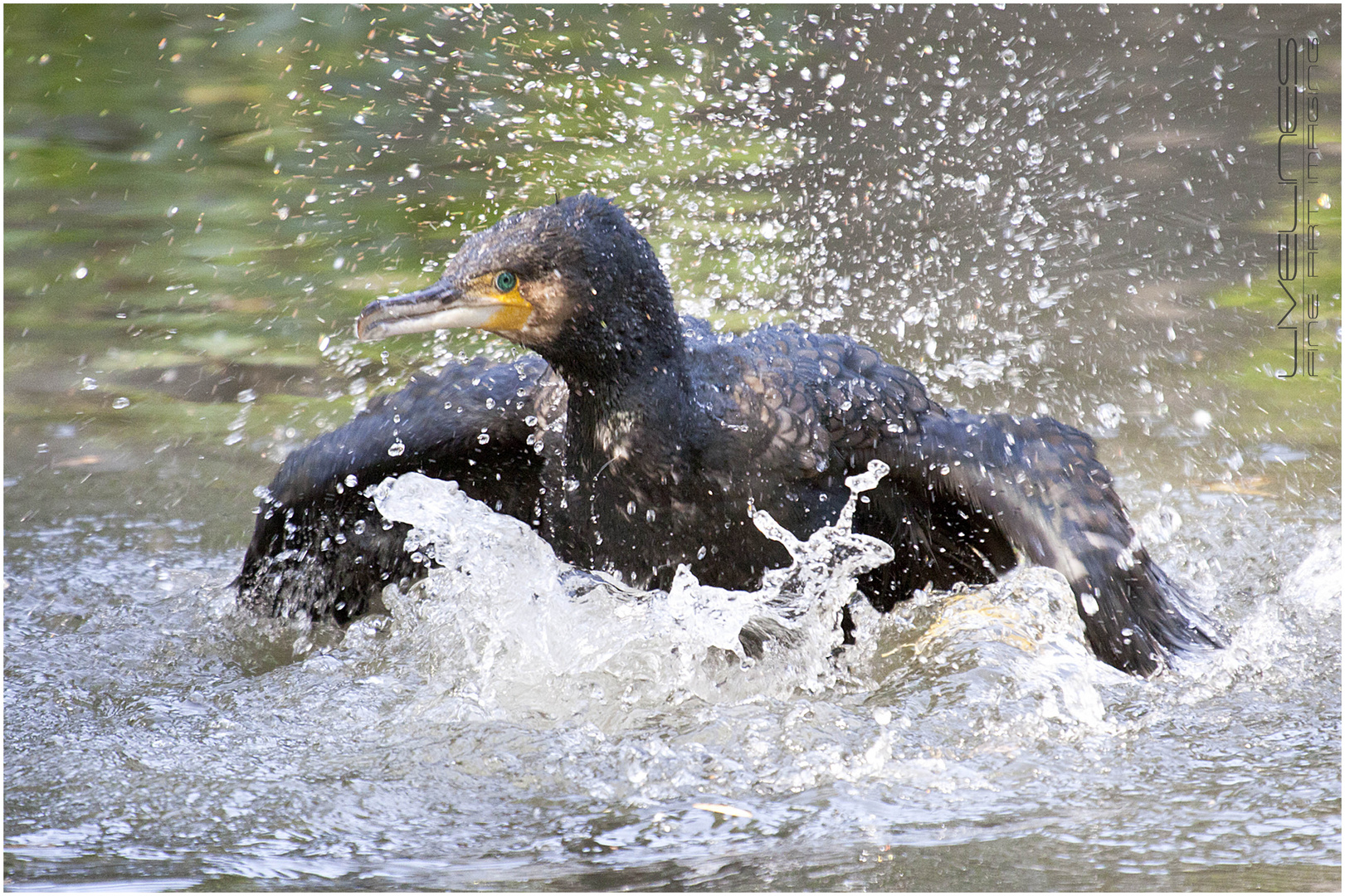 Kormoran