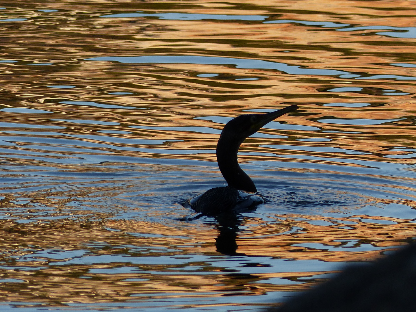 Kormoran