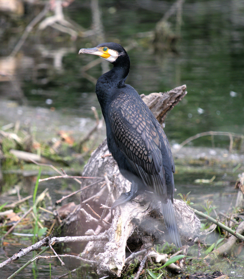 Kormoran