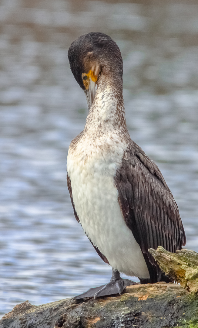 Kormoran