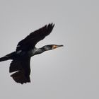 Kormoran