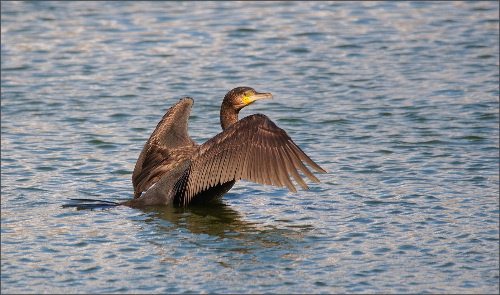 Kormoran