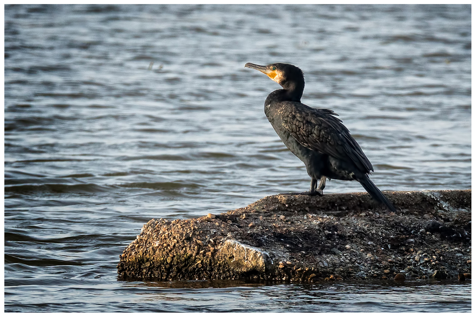 Kormoran 