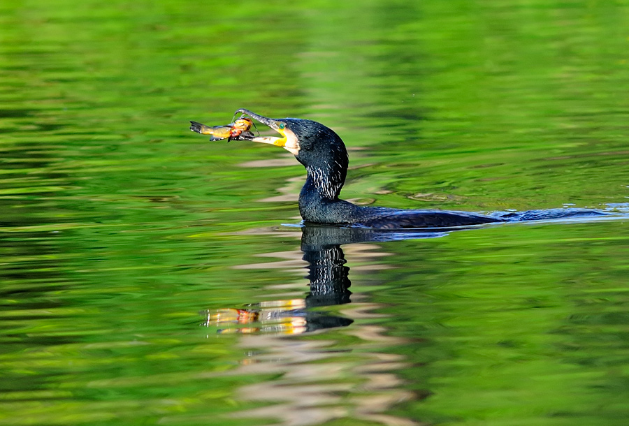 Kormoran