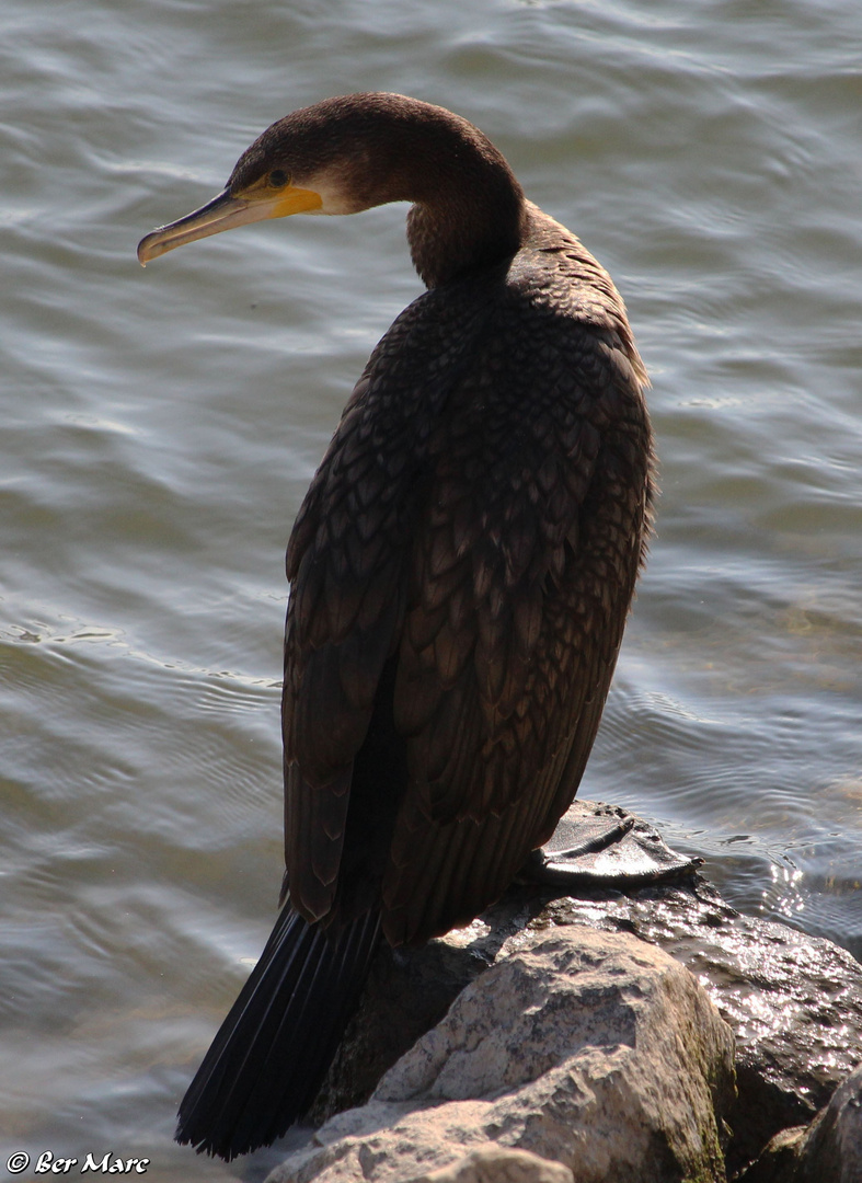 Kormoran