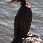 Kormoran