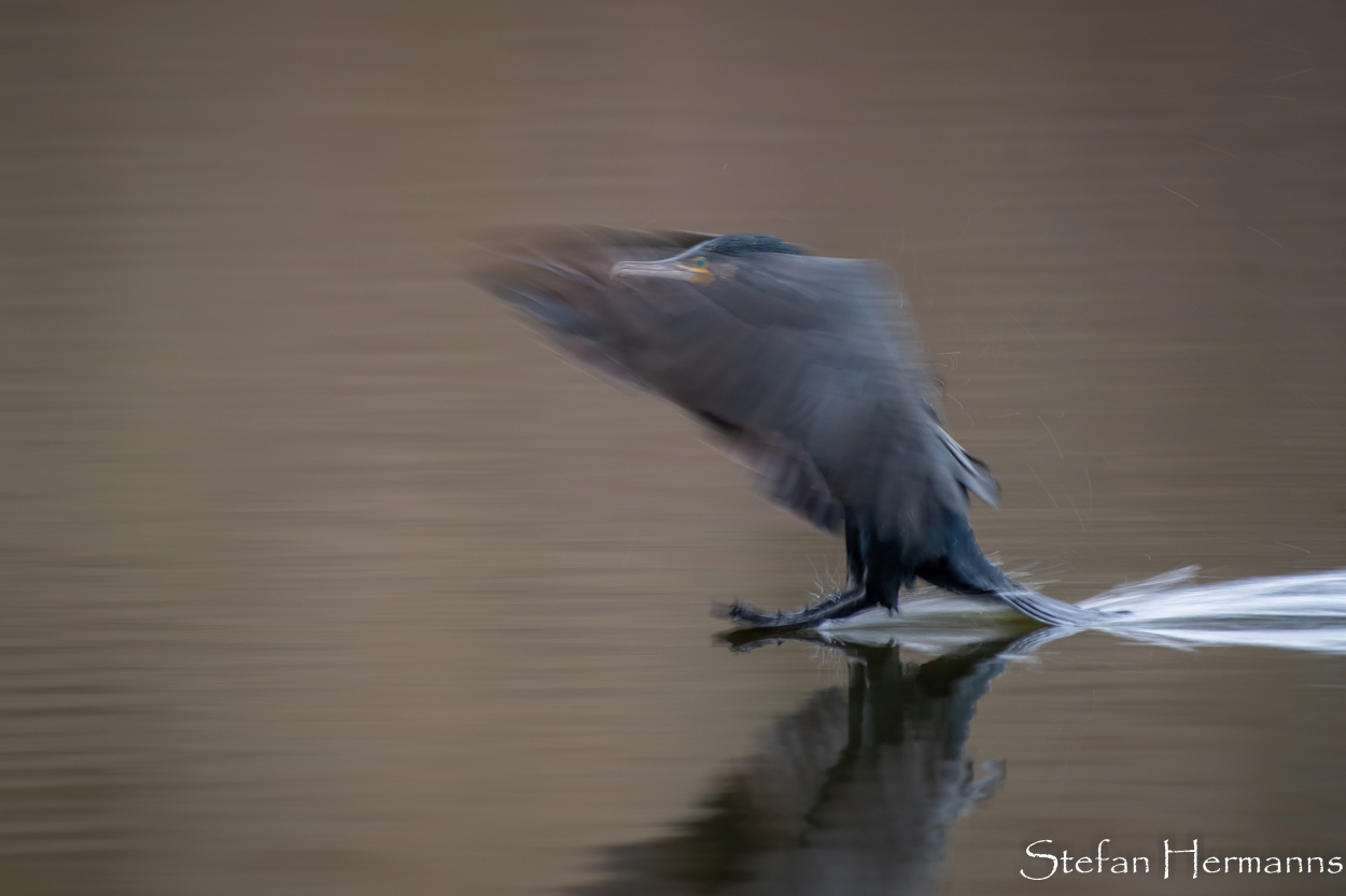 Kormoran