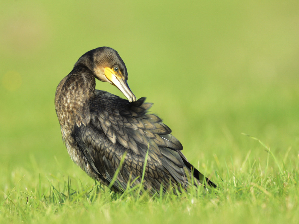 Kormoran