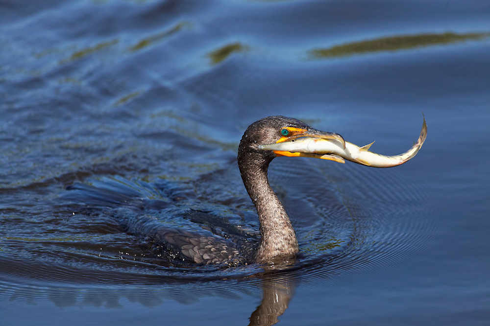 Kormoran