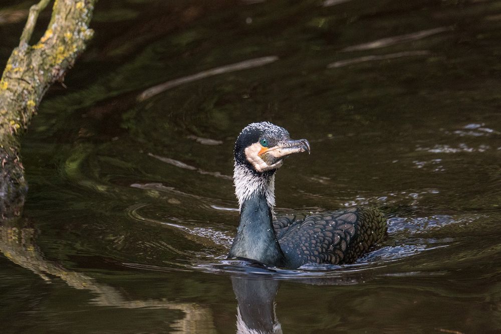 Kormoran