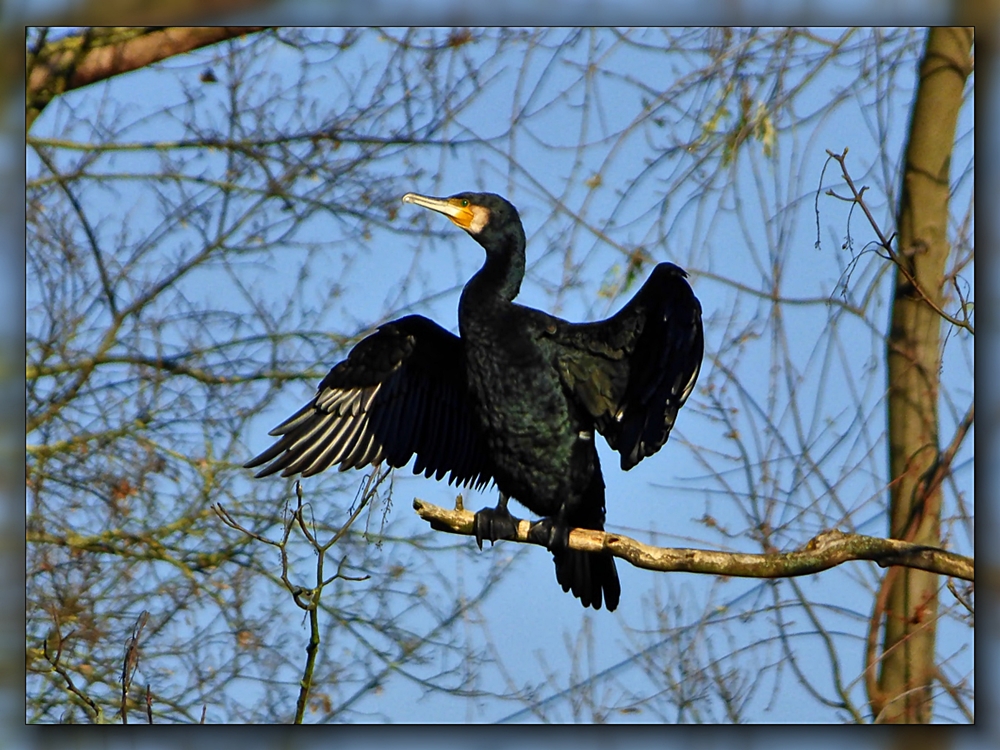 Kormoran