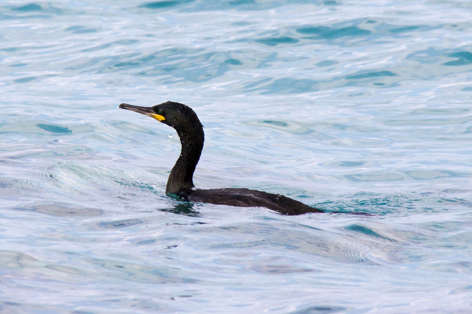 Kormoran