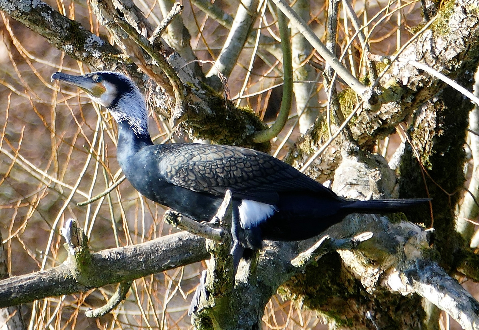 Kormoran