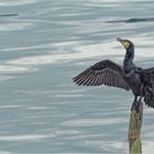 Kormoran