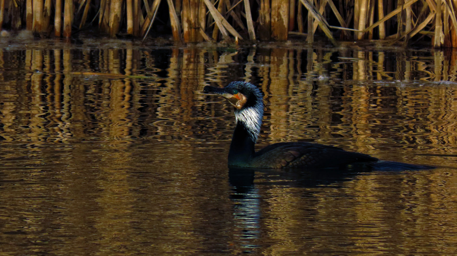 Kormoran