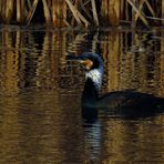 Kormoran