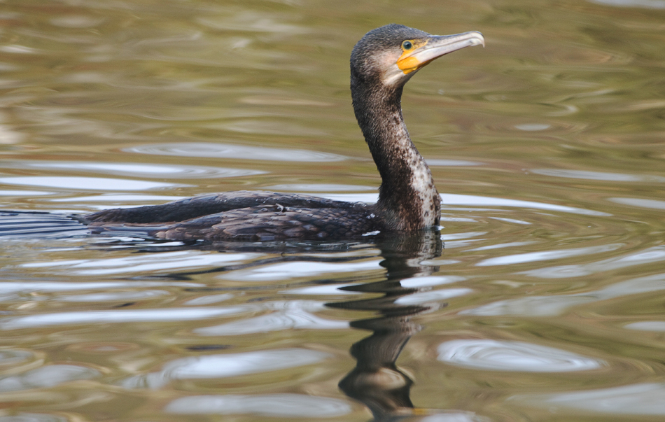 Kormoran