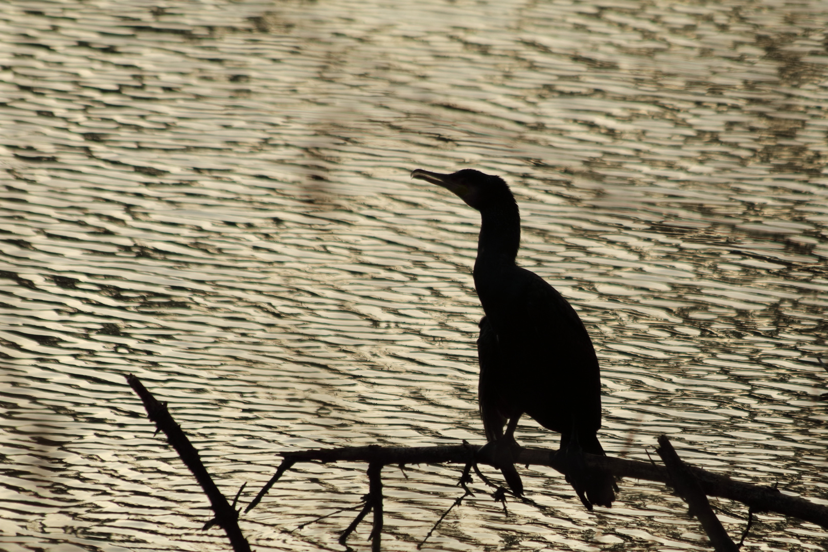 Kormoran