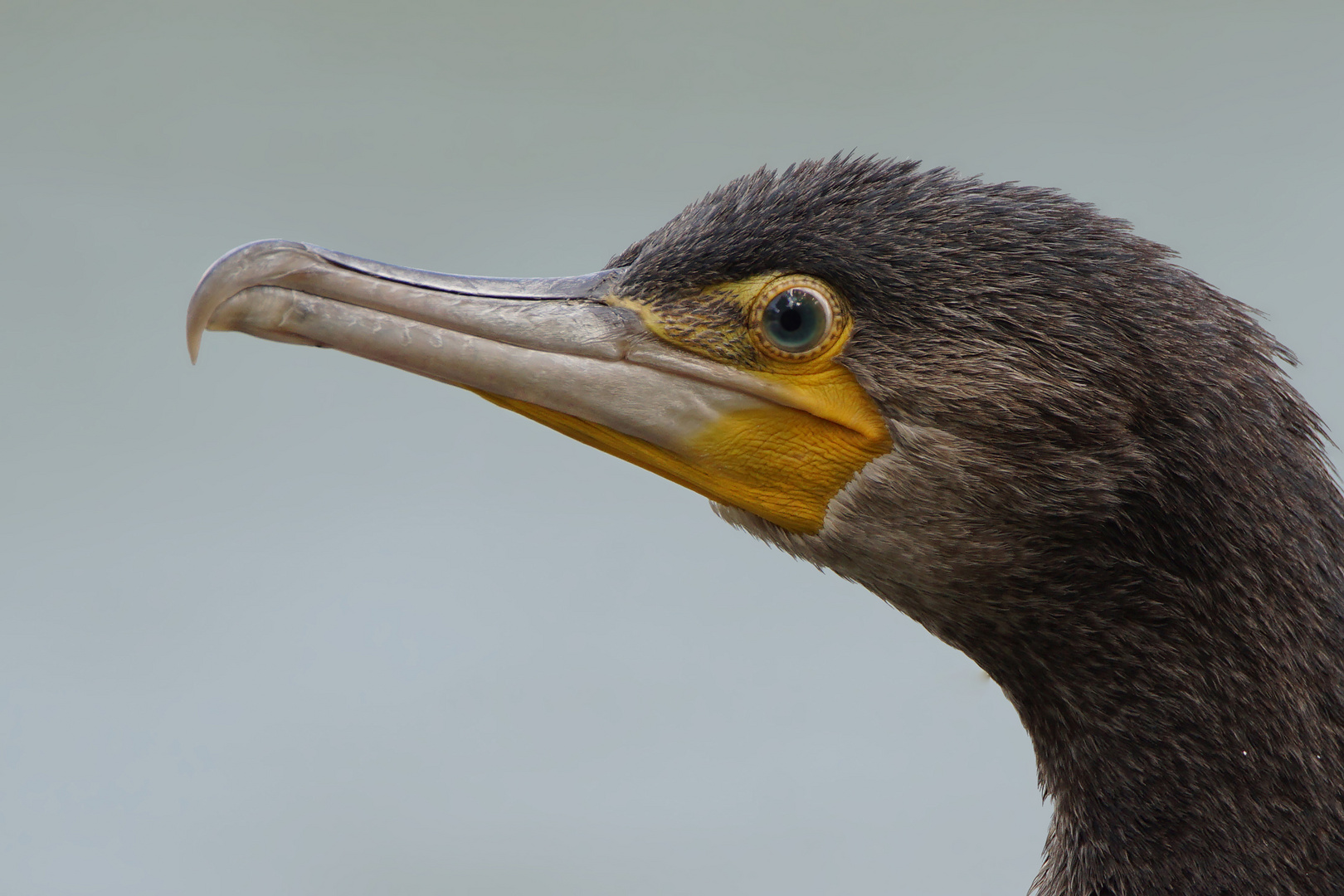 Kormoran