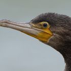 Kormoran