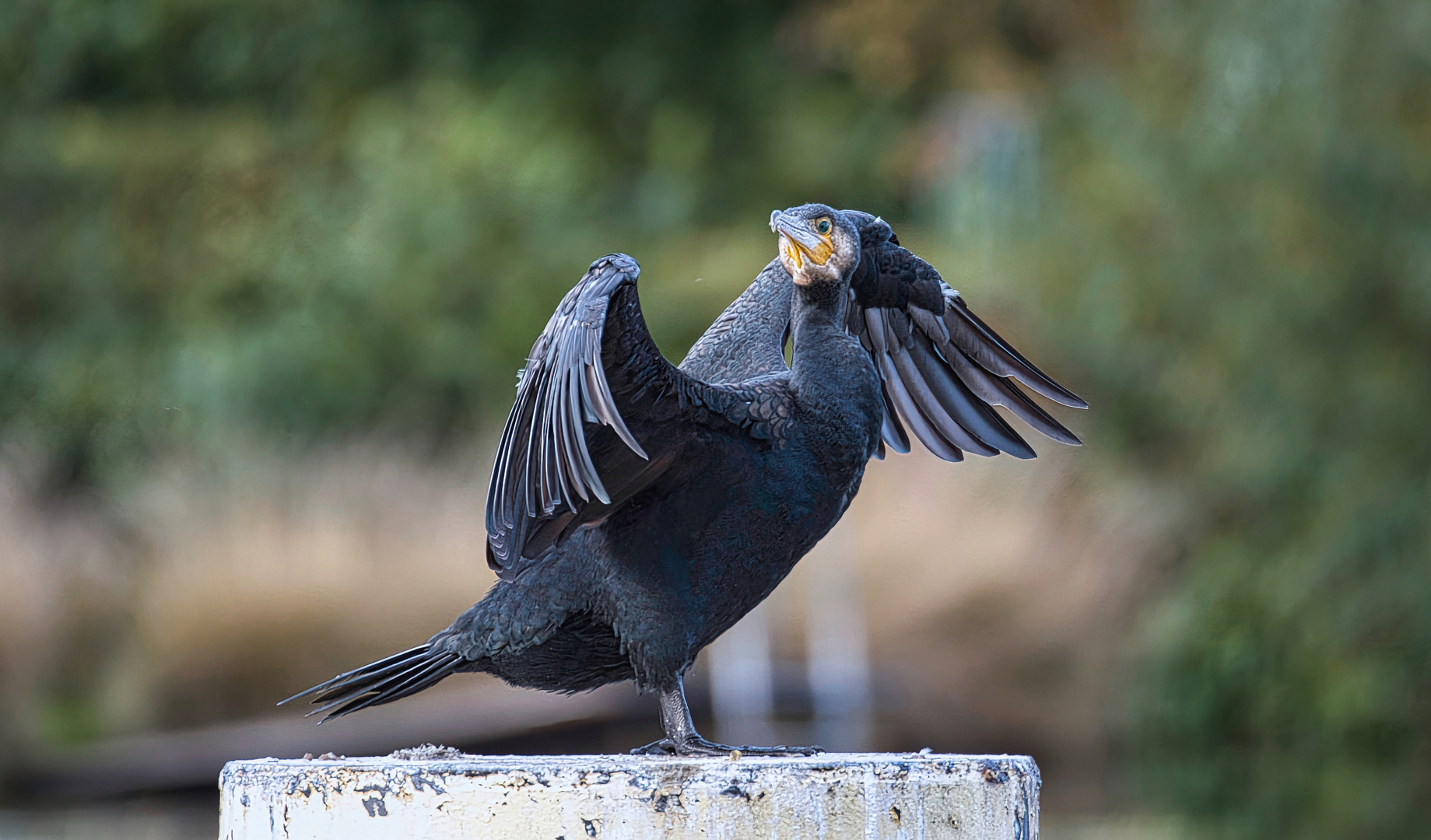 Kormoran