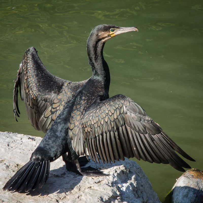 Kormoran Foto & Bild | tiere, zoo, wildpark & falknerei, vögel Bilder ...