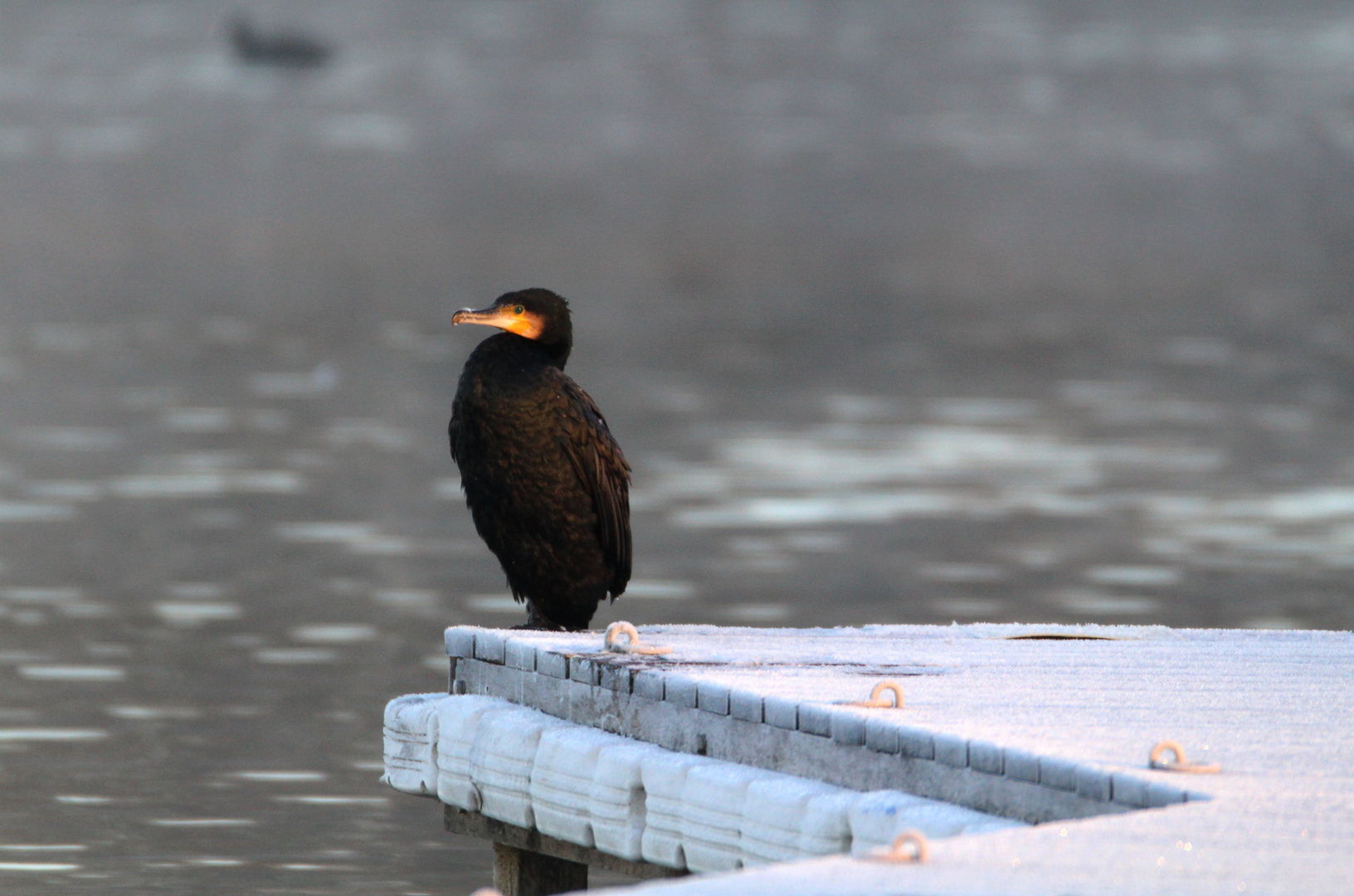 Kormoran