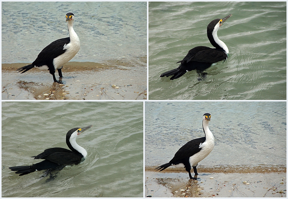 ..Kormoran 4..