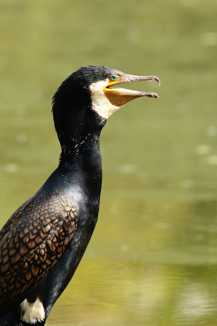 Kormoran