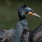 kormoran