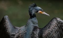 kormoran