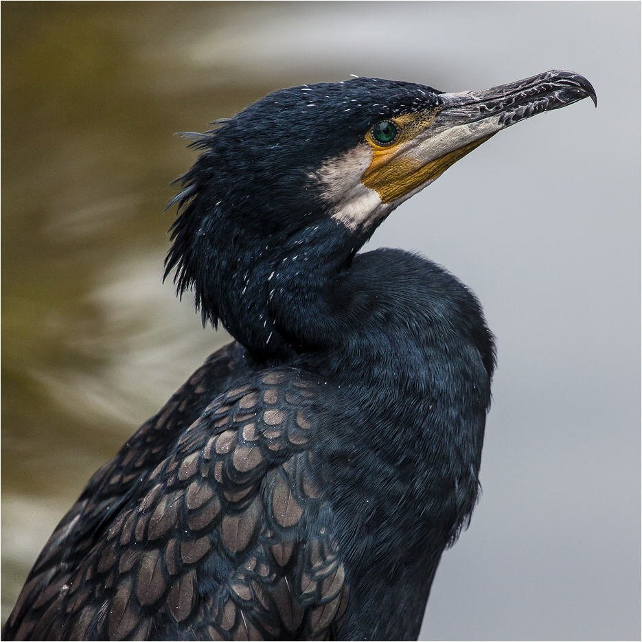 KORMORAN Foto & Bild | tiere, zoo, wildpark & falknerei, vögel Bilder ...