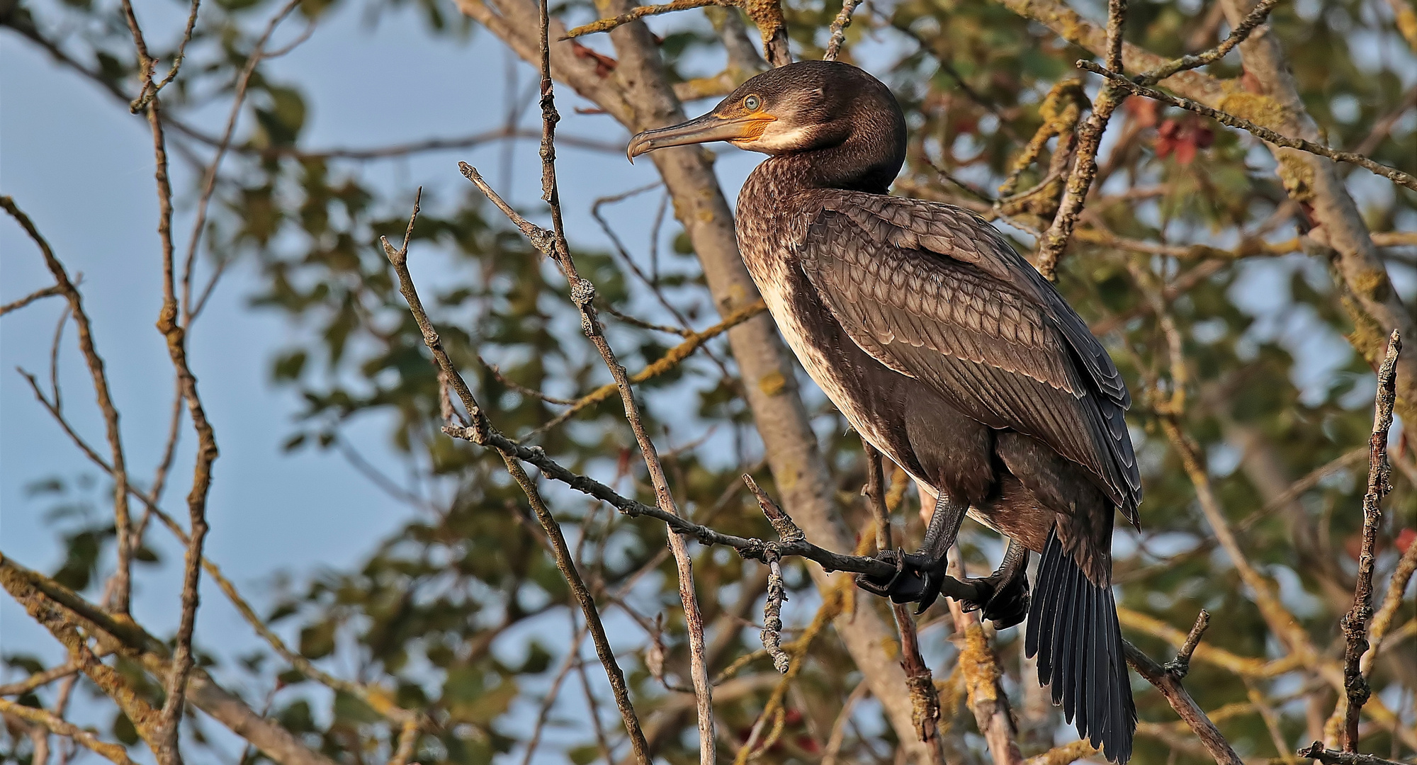 Kormoran