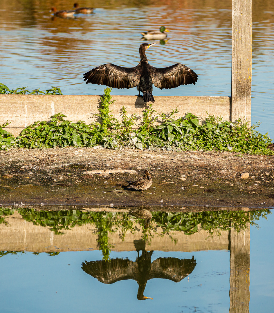 Kormoran