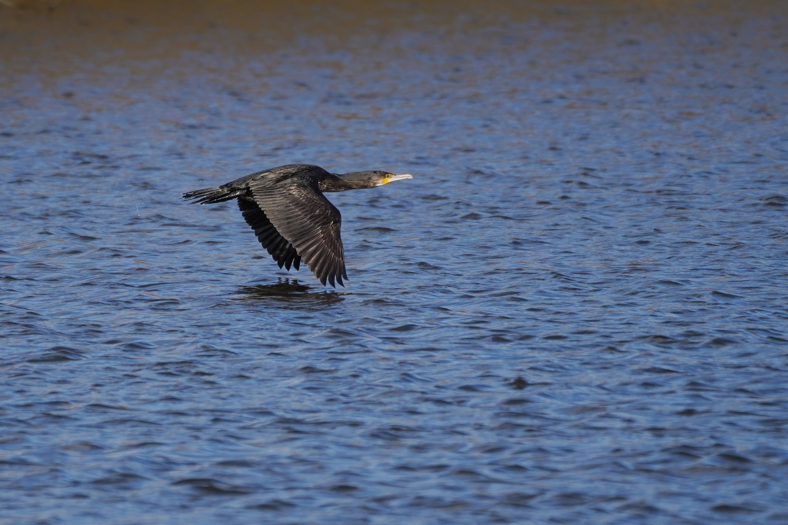 Kormoran