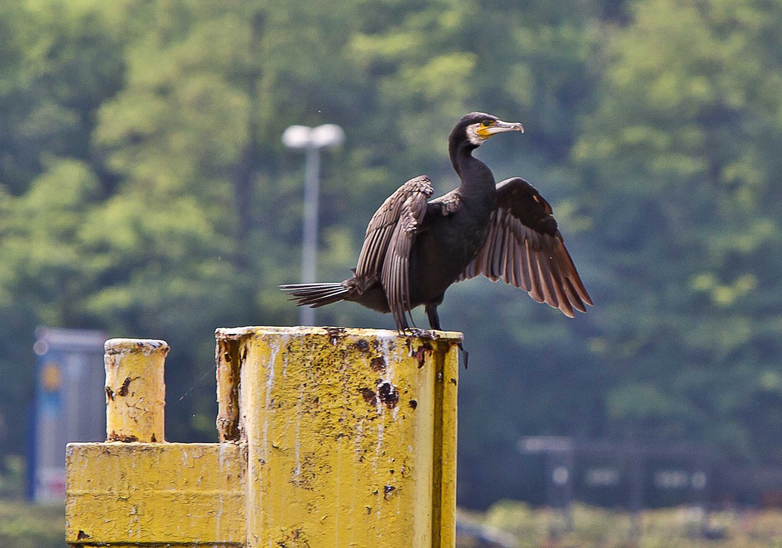 Kormoran