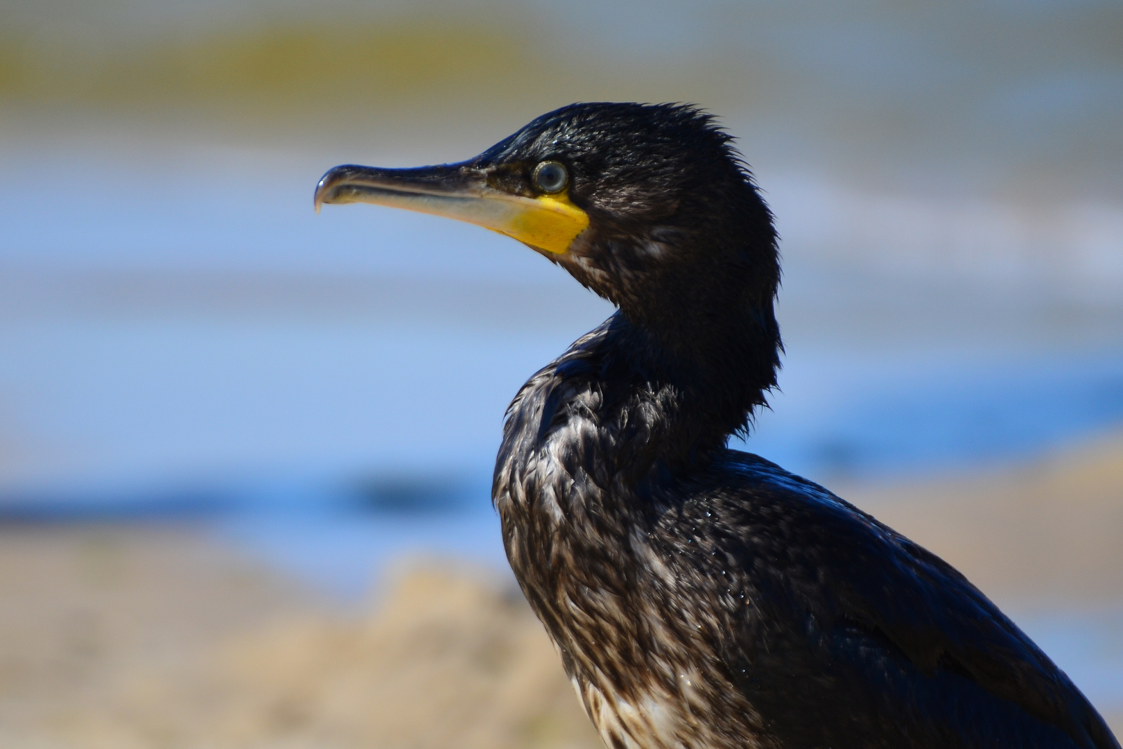 Kormoran