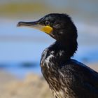 Kormoran