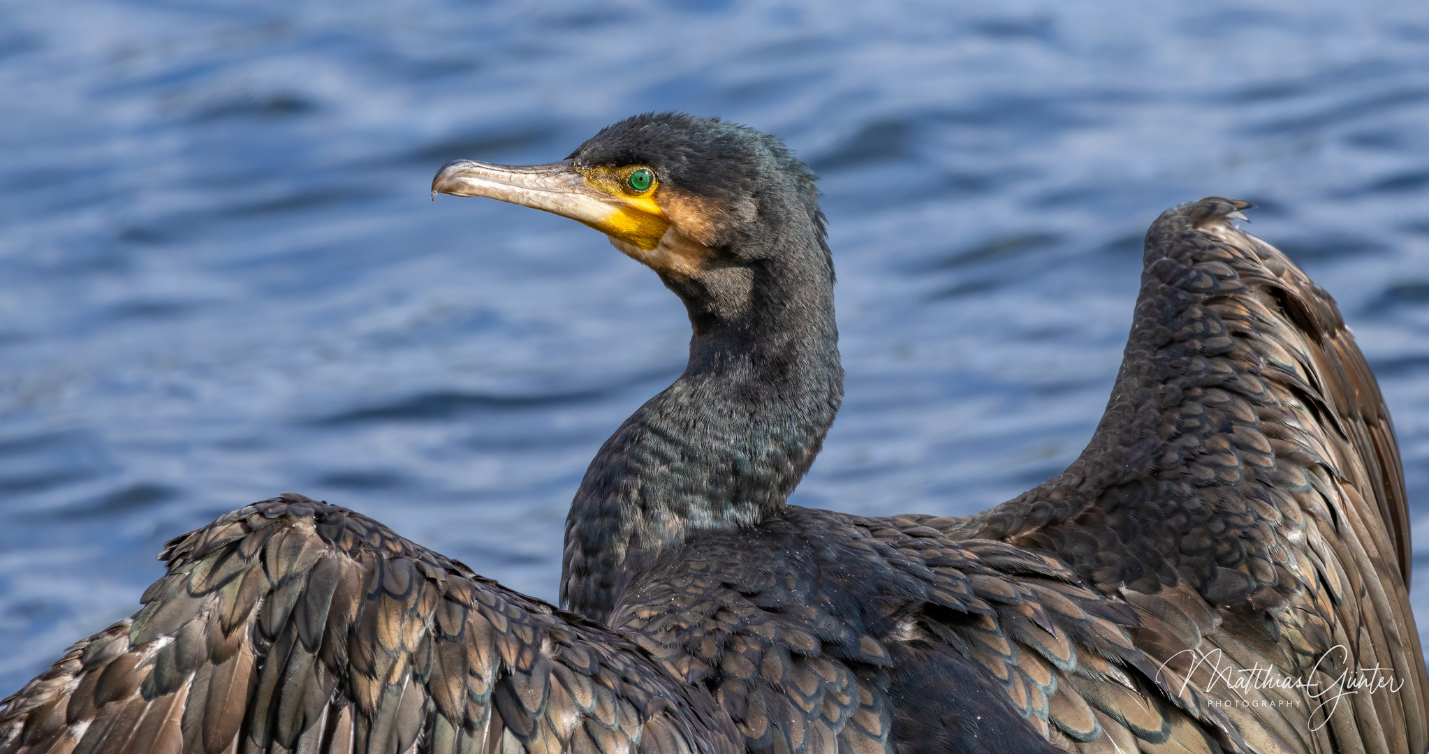 Kormoran