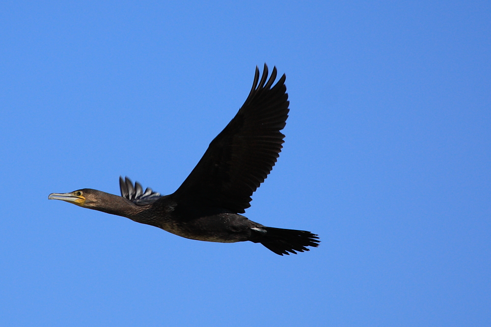 Kormoran