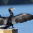 Kormoran