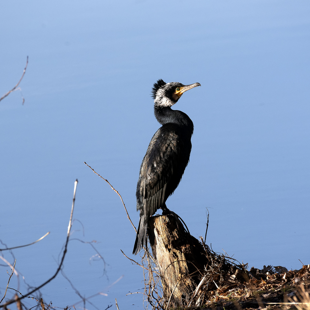 Kormoran